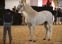 W FOCO IV, DE ALBERTO BOYA, CAMPEON DE ANDALUCIA 2015. PRESENTA MARC ROCA (Copiar)